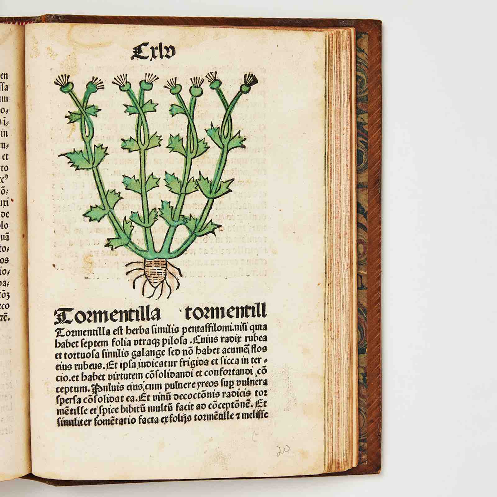 Herbarius Patavie Incunabula. The Plesch copy of Herbarius Patavie, First edition, Passau 1485