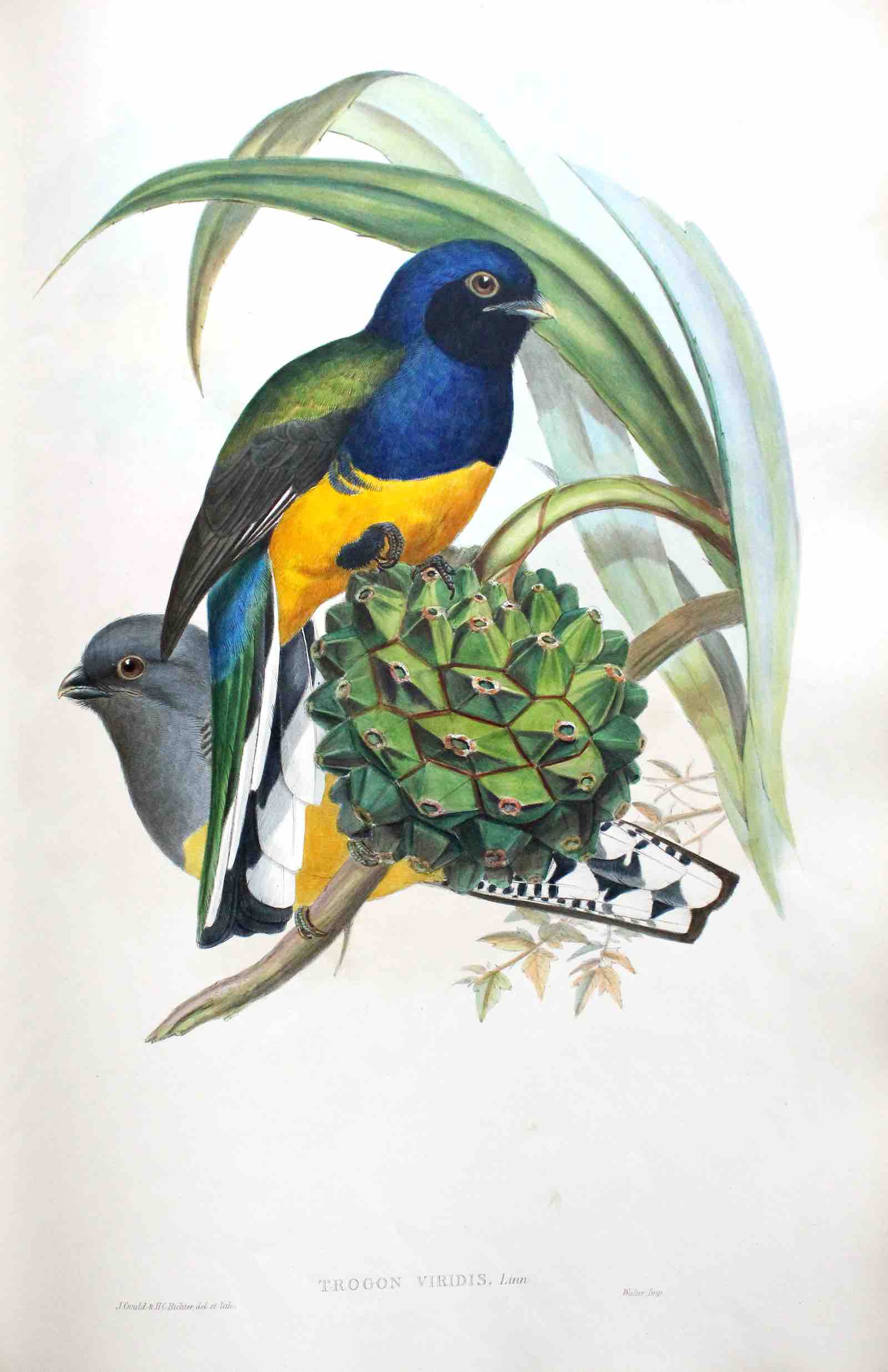 Illustration from John Gould’s Monograph of the Trogonidae
