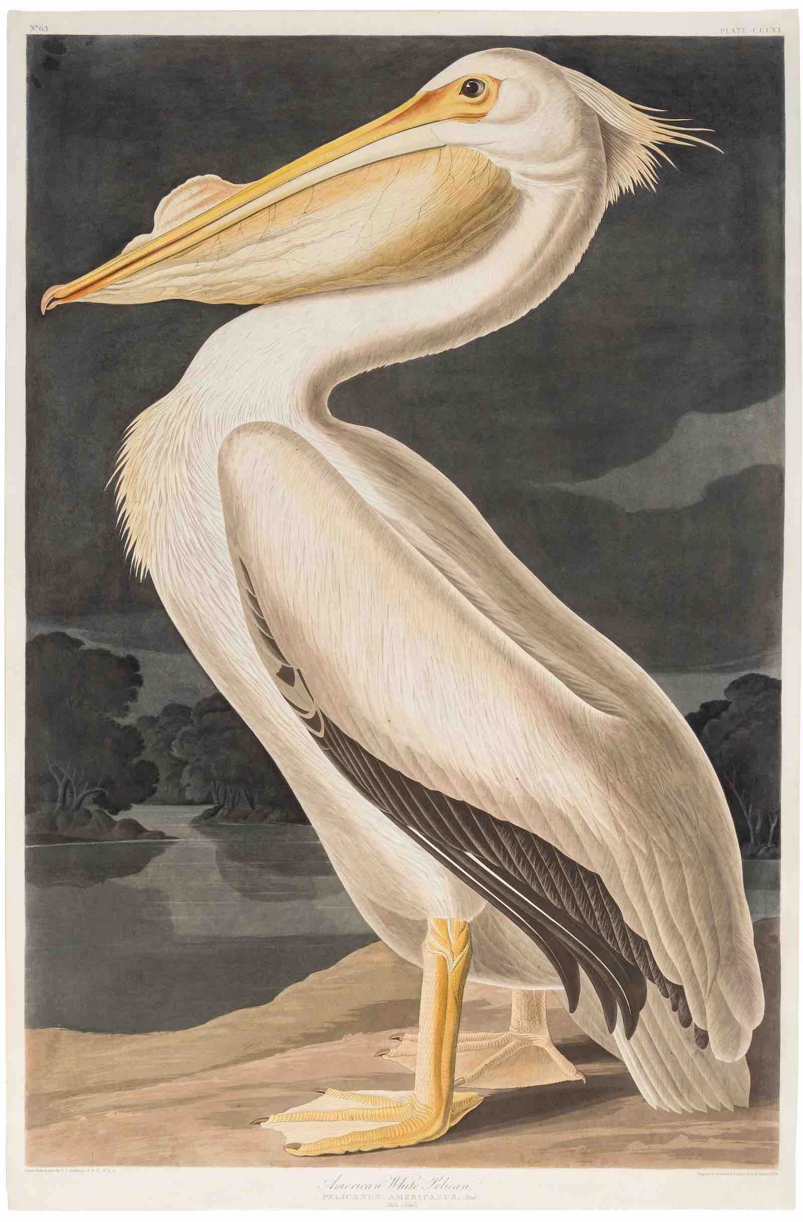 ohn James Audubon. American White Pelican